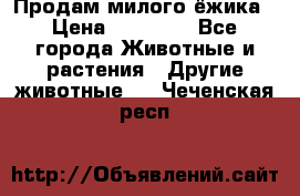 Продам милого ёжика › Цена ­ 10 000 - Все города Животные и растения » Другие животные   . Чеченская респ.